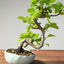 Lavender Star Flower Bonsai #1204
