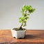 Lavender Star Flower Bonsai #1205