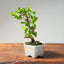 Lavender Star Flower Bonsai #1205