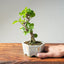 Lavender Star Flower Bonsai #1205
