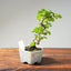 Lavender Star Flower Bonsai #1205