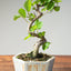 Lavender Star Flower Bonsai #1205