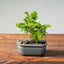 Lavender Star Flower Bonsai #1206