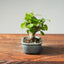 Lavender Star Flower Bonsai #1206