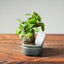 Lavender Star Flower Bonsai #1206