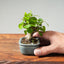 Lavender Star Flower Bonsai #1206