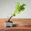 Lavender Star Flower Bonsai #1207