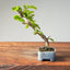 Lavender Star Flower Bonsai #1207