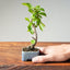 Lavender Star Flower Bonsai #1207