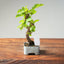 Lavender Star Flower Bonsai #1207