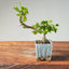 Lavender Star Flower Bonsai #1208