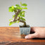 Lavender Star Flower Bonsai #1208