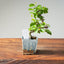 Lavender Star Flower Bonsai #1208