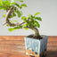 Lavender Star Flower Bonsai #1208