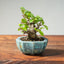 Lavender Star Flower Bonsai #1212