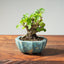 Lavender Star Flower Bonsai #1212