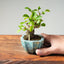 Lavender Star Flower Bonsai #1212