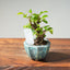 Lavender Star Flower Bonsai #1212