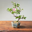 Lavender Star Flower Bonsai #1209