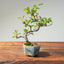Lavender Star Flower Bonsai #1209