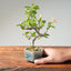 Lavender Star Flower Bonsai #1209