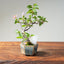 Lavender Star Flower Bonsai #1209
