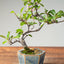 Lavender Star Flower Bonsai #1209