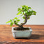 Lavender Star Flower Bonsai #1210