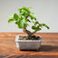 Lavender Star Flower Bonsai #1210
