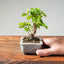 Lavender Star Flower Bonsai #1210