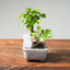 Lavender Star Flower Bonsai #1210
