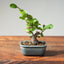 Lavender Star Flower Bonsai #1211