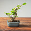 Lavender Star Flower Bonsai #1211