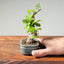 Lavender Star Flower Bonsai #1211
