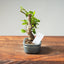 Lavender Star Flower Bonsai #1211