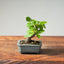 Lavender Star Flower Bonsai #1213