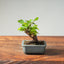 Lavender Star Flower Bonsai #1213
