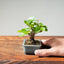 Lavender Star Flower Bonsai #1213