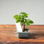Lavender Star Flower Bonsai #1213