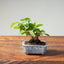 Lavender Star Flower Bonsai #1214
