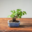 Lavender Star Flower Bonsai #1214