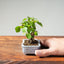 Lavender Star Flower Bonsai #1214