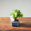Lavender Star Flower Bonsai #1214