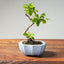 Lavender Star Flower Bonsai #1215