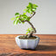 Lavender Star Flower Bonsai #1215
