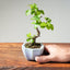 Lavender Star Flower Bonsai #1215