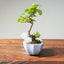 Lavender Star Flower Bonsai #1215
