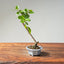 Lavender Star Flower Bonsai #1216