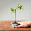 Lavender Star Flower Bonsai #1216