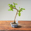 Lavender Star Flower Bonsai #1216